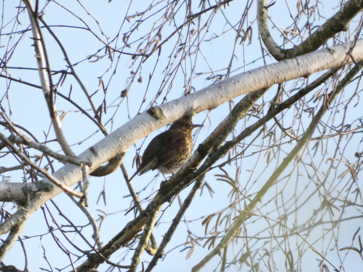 Song Thrush - ML647171671