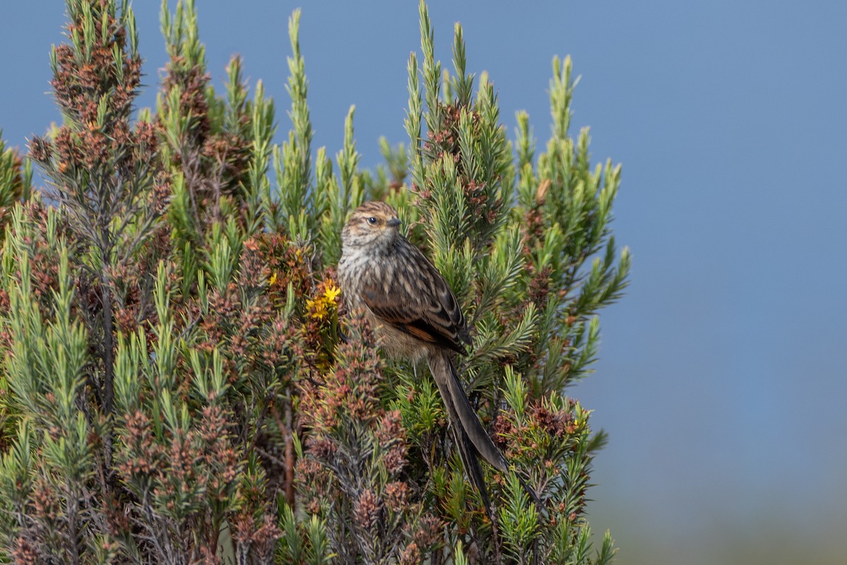 Andean Tit-Spinetail - ML647171672