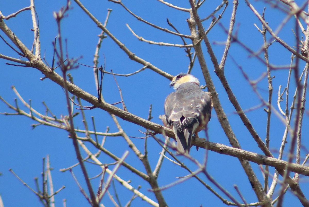 Pearl Kite - ML647171697