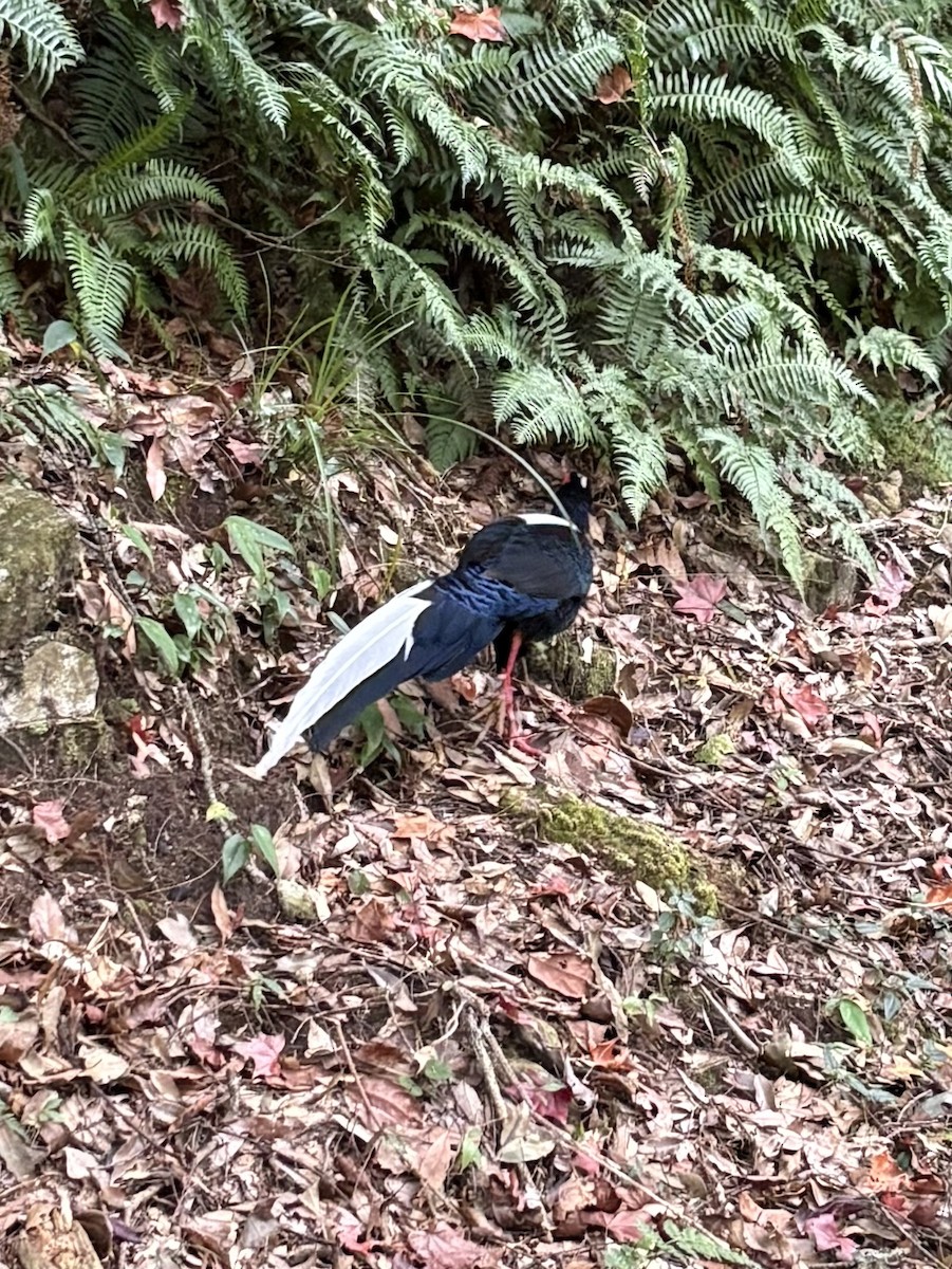 Swinhoe's Pheasant - ML647171700
