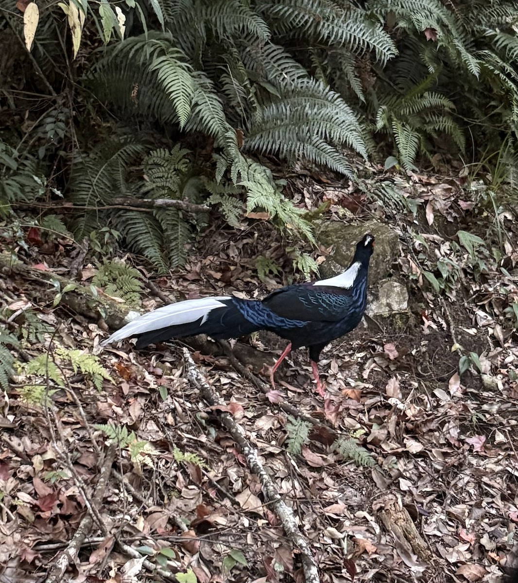 Swinhoe's Pheasant - ML647171701