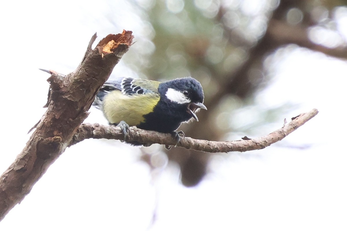 Green-backed Tit - ML647171704