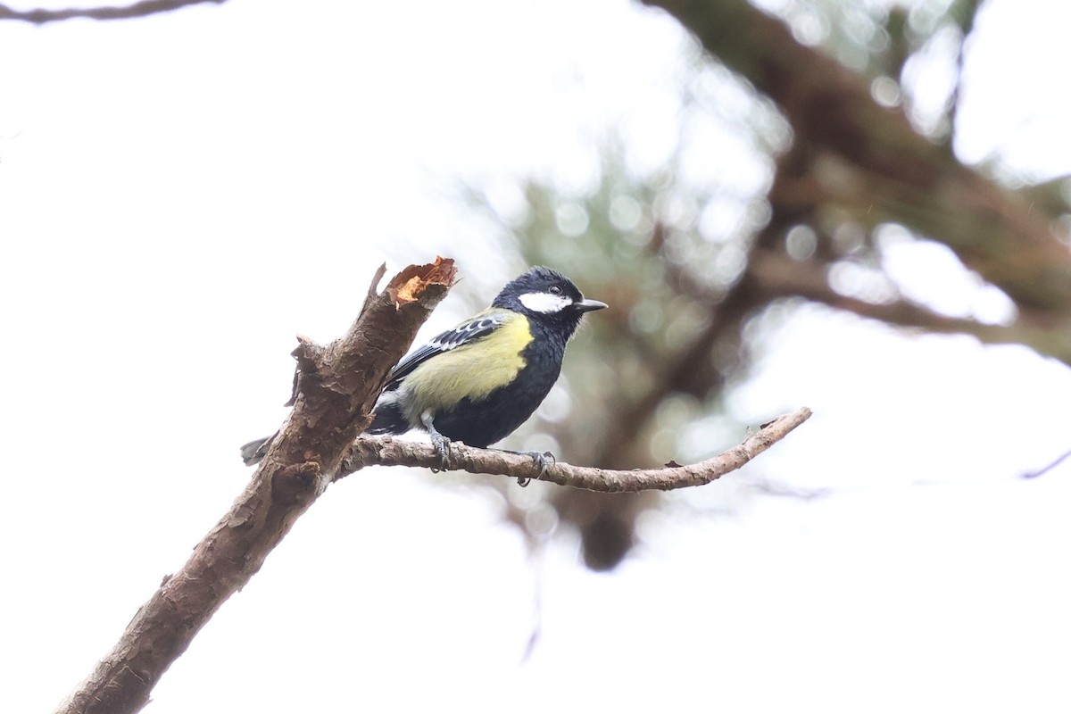 Green-backed Tit - ML647171705