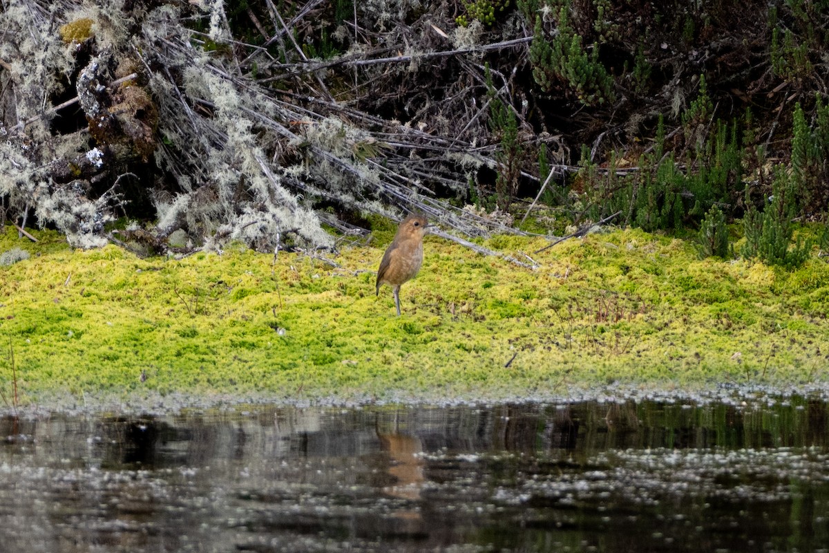Boyaca Antpitta - ML647171708
