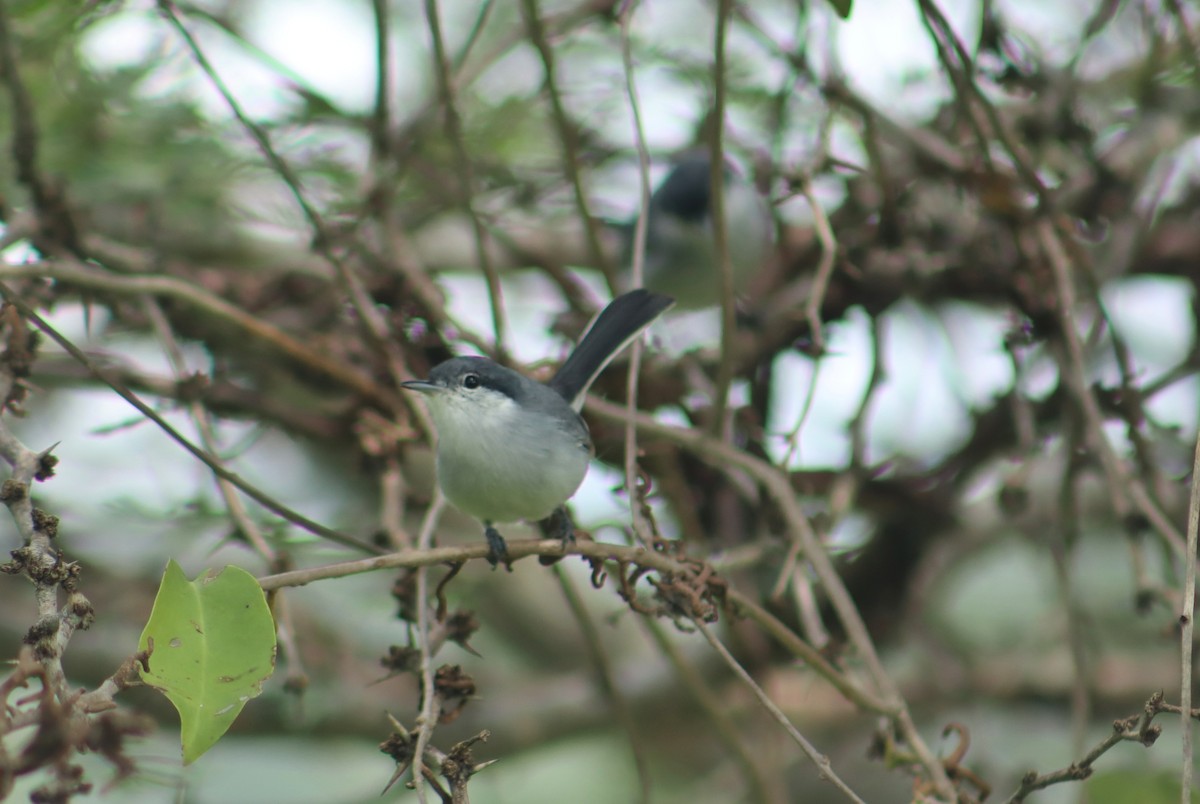 Tropical Gnatcatcher - ML647171716