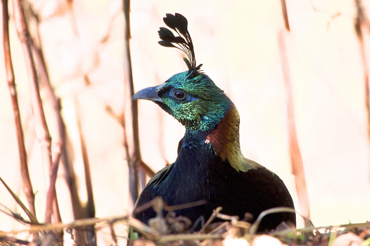 Himalayan Monal - ML647171719