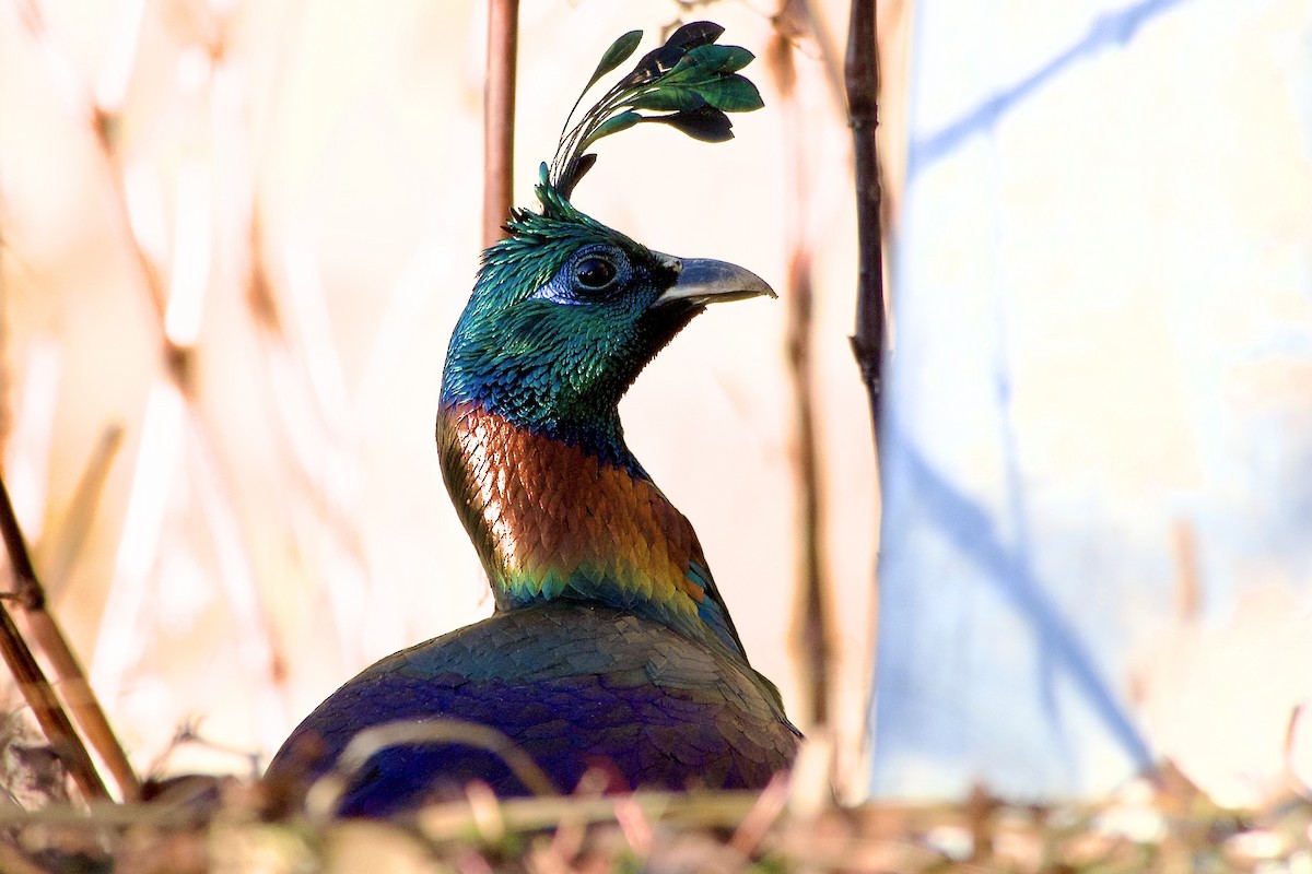 Himalayan Monal - ML647171720