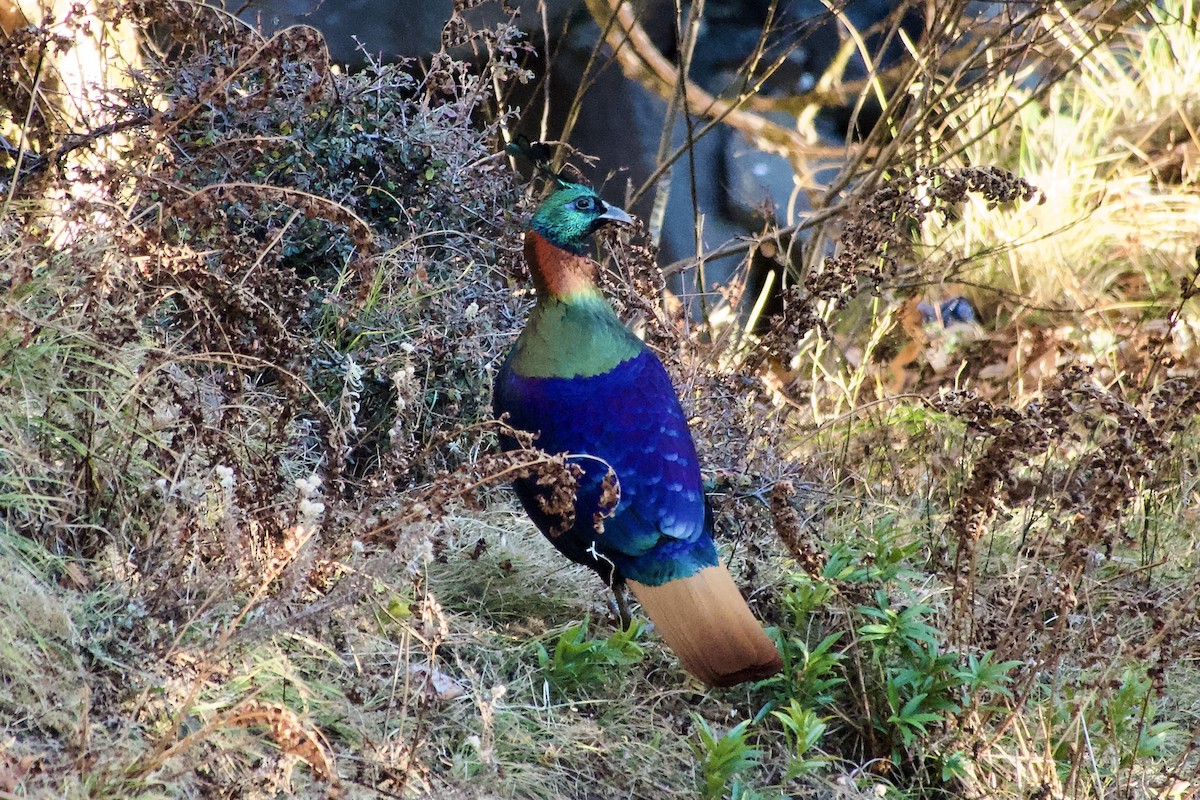 Himalayan Monal - ML647171721