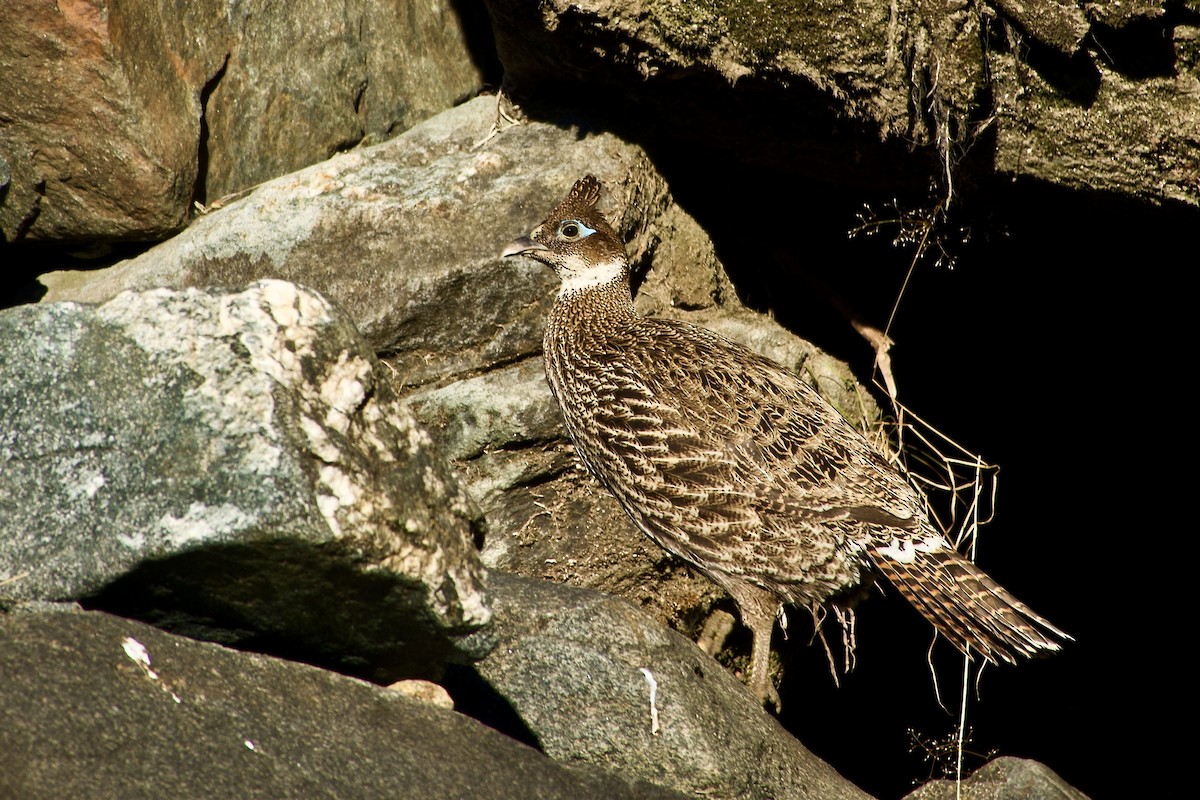 Himalayan Monal - ML647171722
