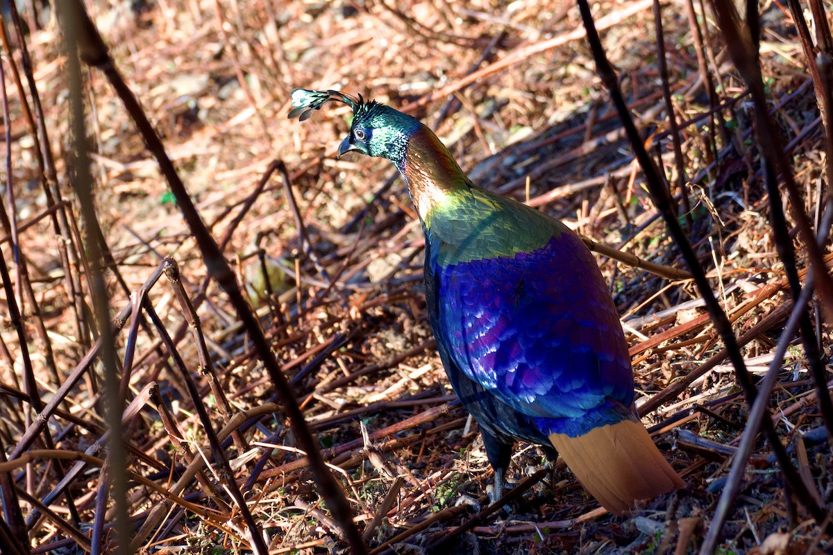 Himalayan Monal - ML647171723