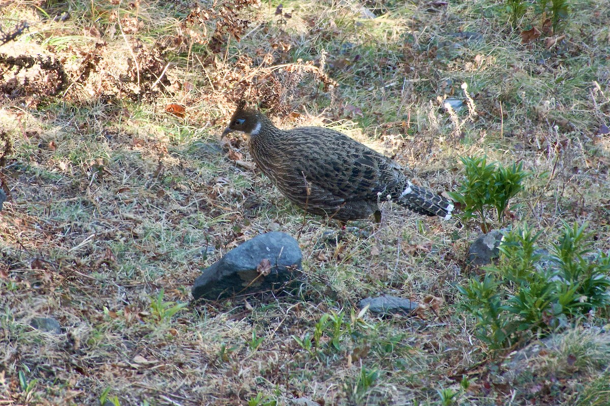 Himalayan Monal - ML647171724