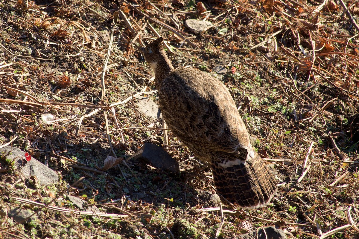 Himalayan Monal - ML647171725