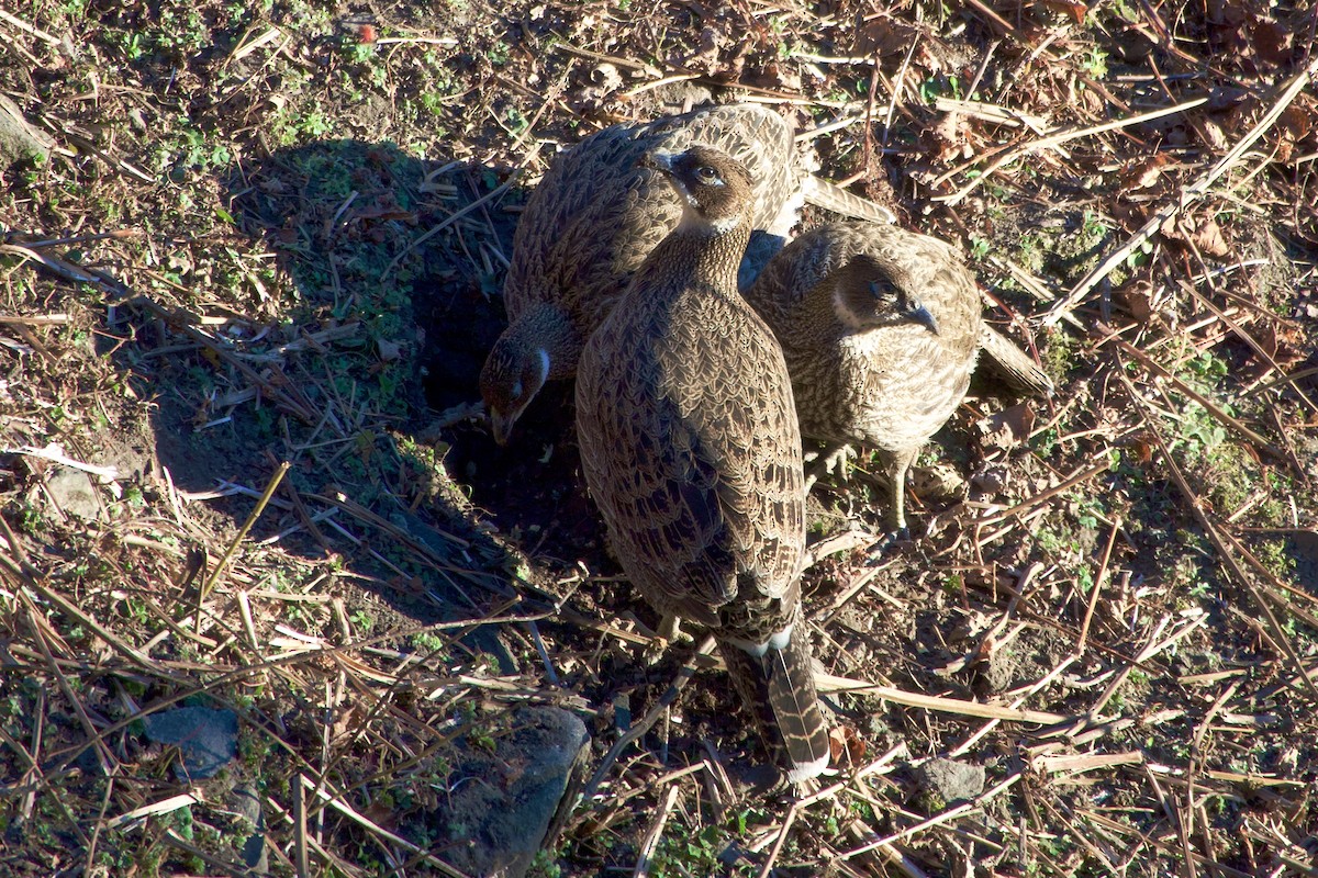 Himalayan Monal - ML647171726