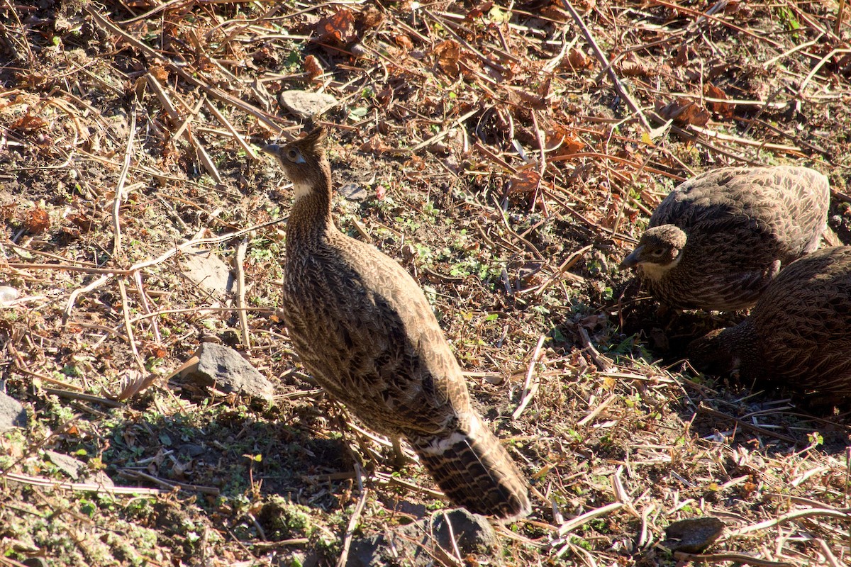 Himalayan Monal - ML647171727