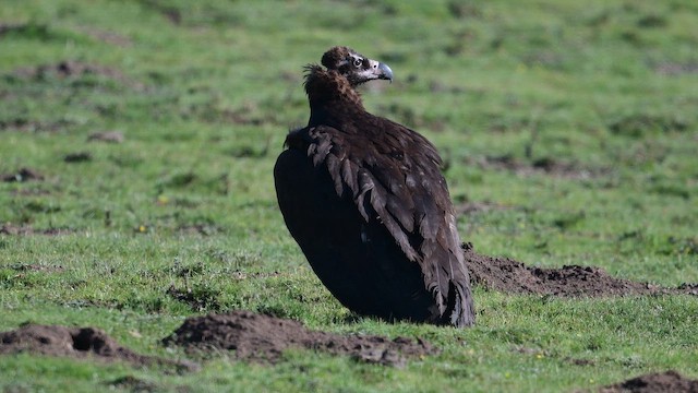 クロハゲワシ - ML647171731