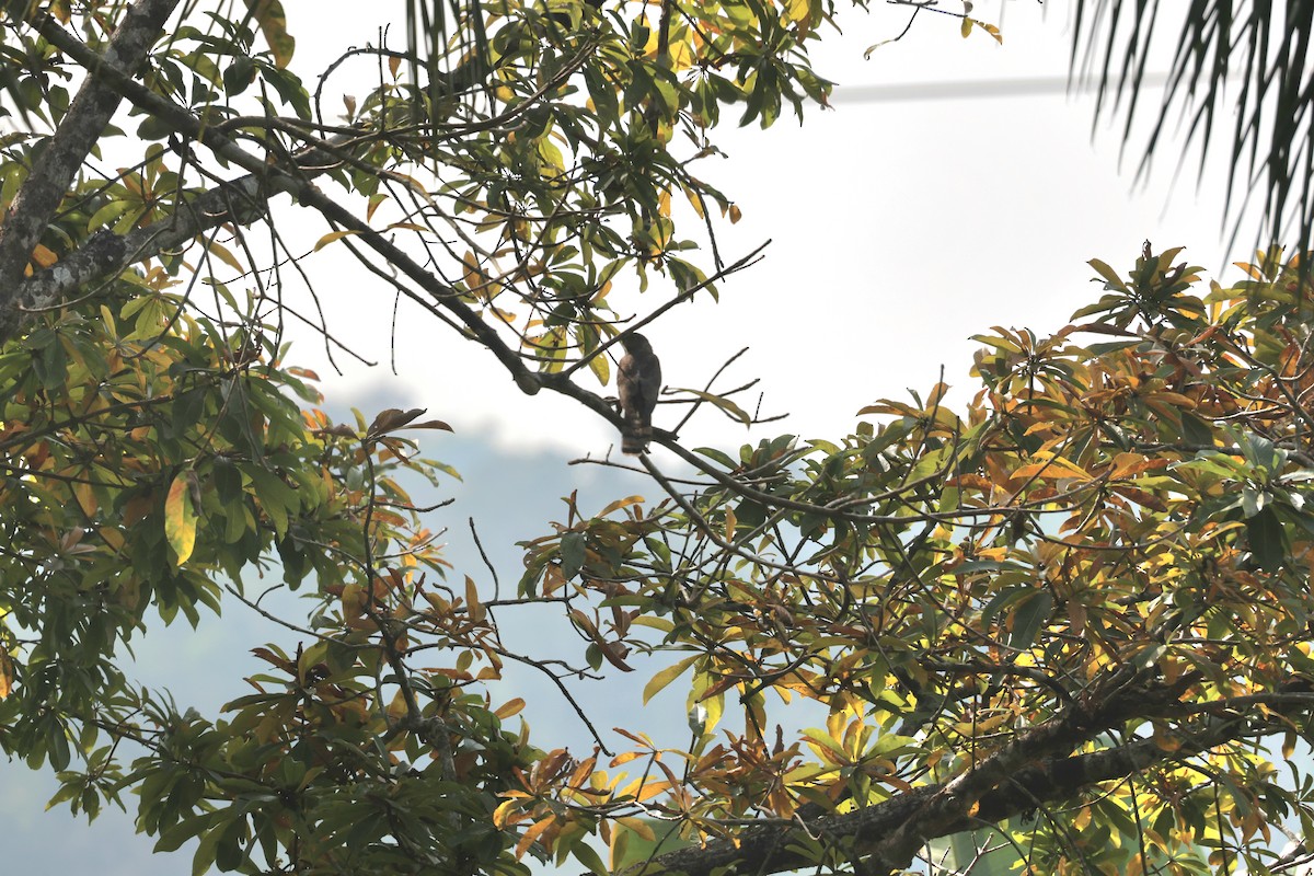 Common Hawk-Cuckoo - ML647171732