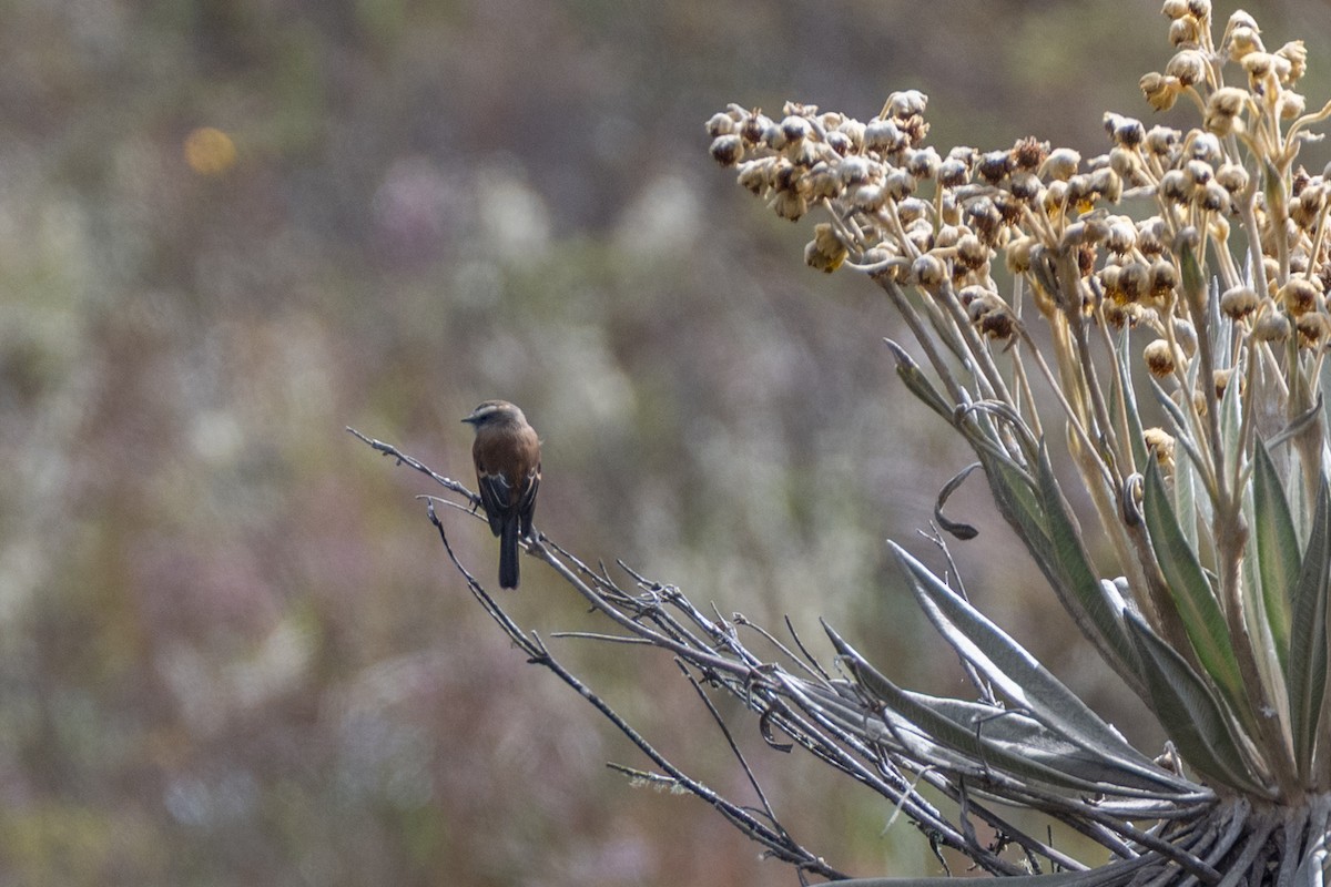 Brown-backed Chat-Tyrant - ML647171735