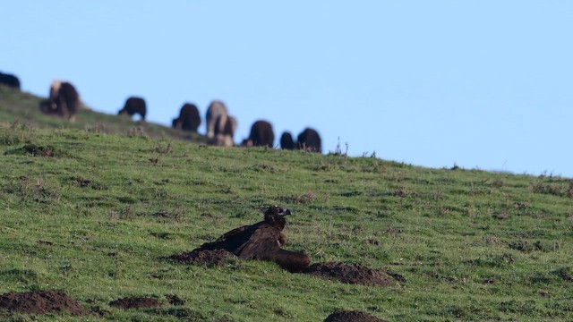 クロハゲワシ - ML647171736