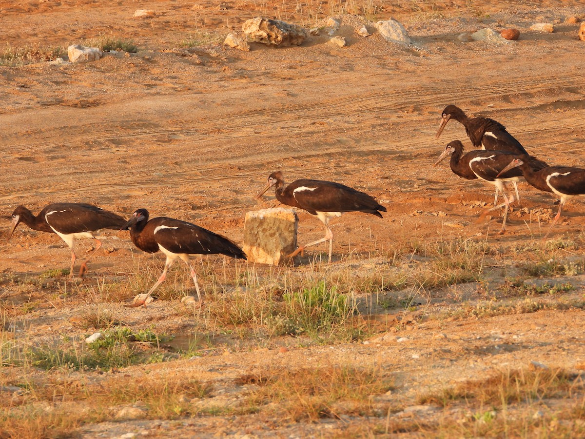 חסידת אבדים - ML647171739