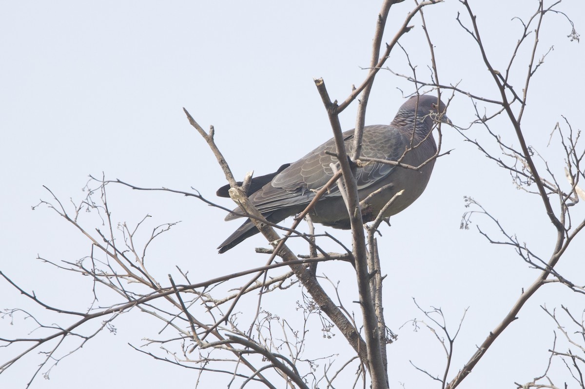 アカメバト - ML647171742