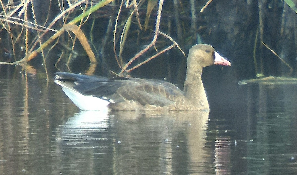 Greater White-fronted Goose - ML647171760