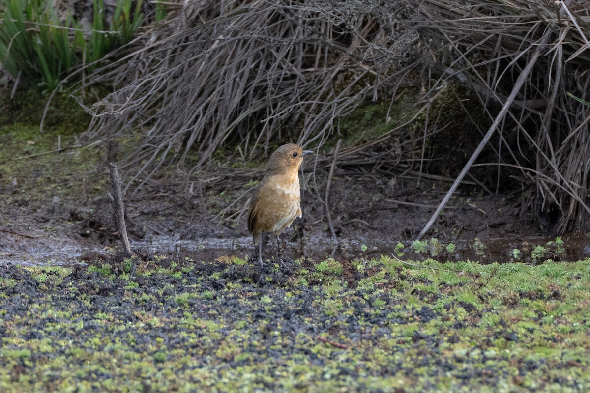 Boyaca Antpitta - ML647171761