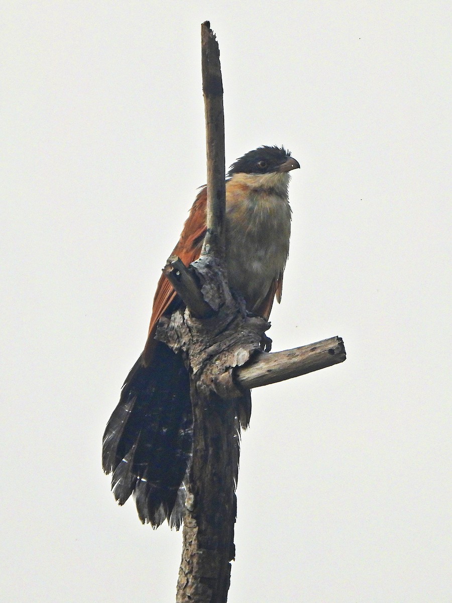 Senegal Coucal - ML647171768