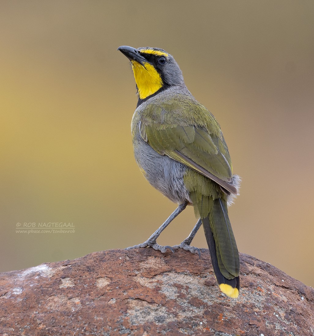 Gonolek bacbakiri - ML647171773