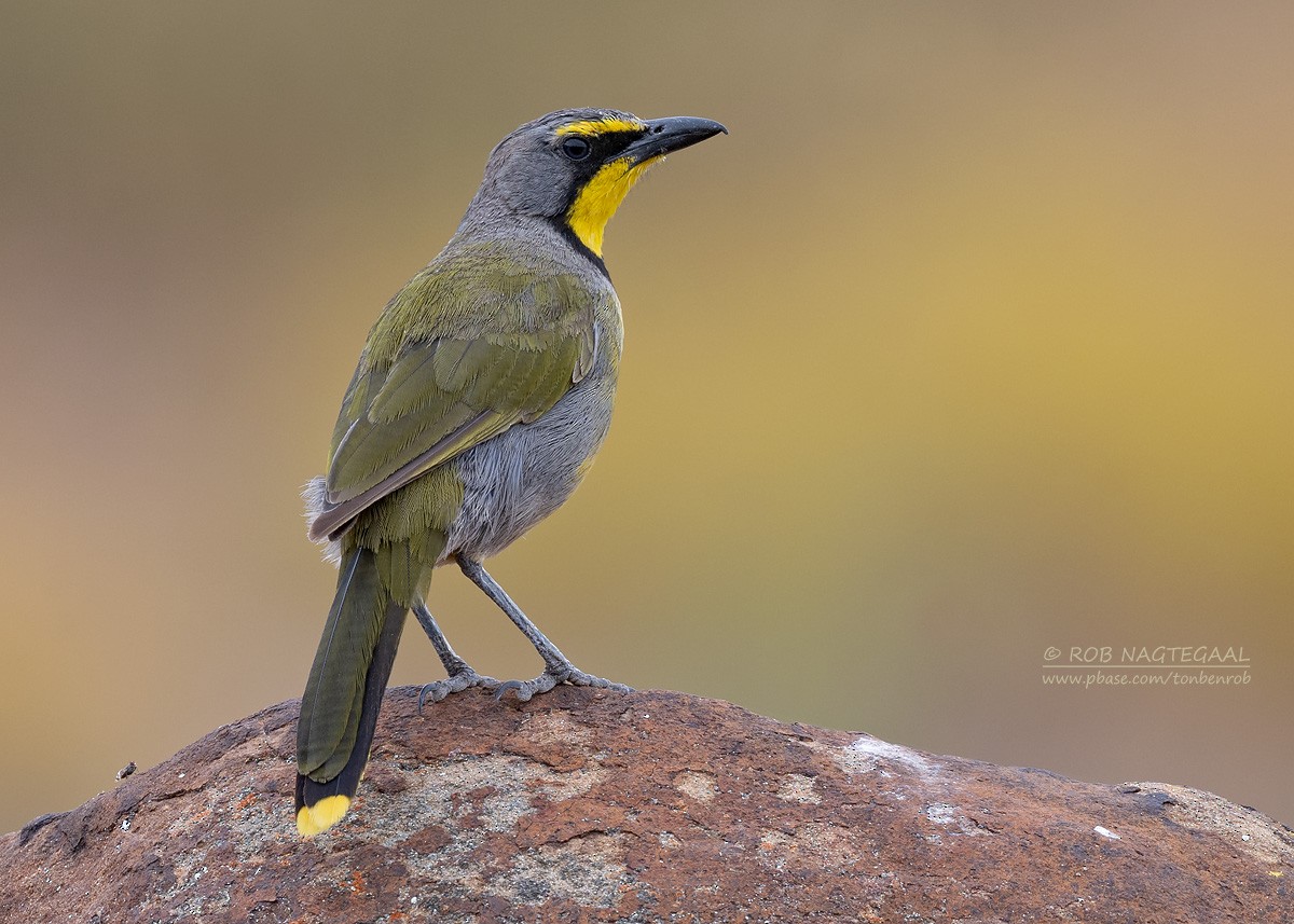 Gonolek bacbakiri - ML647171774