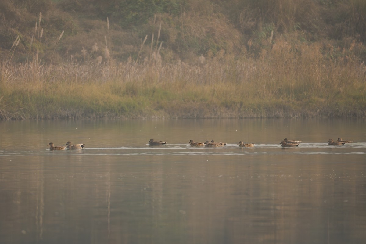 Gadwall - ML647171781