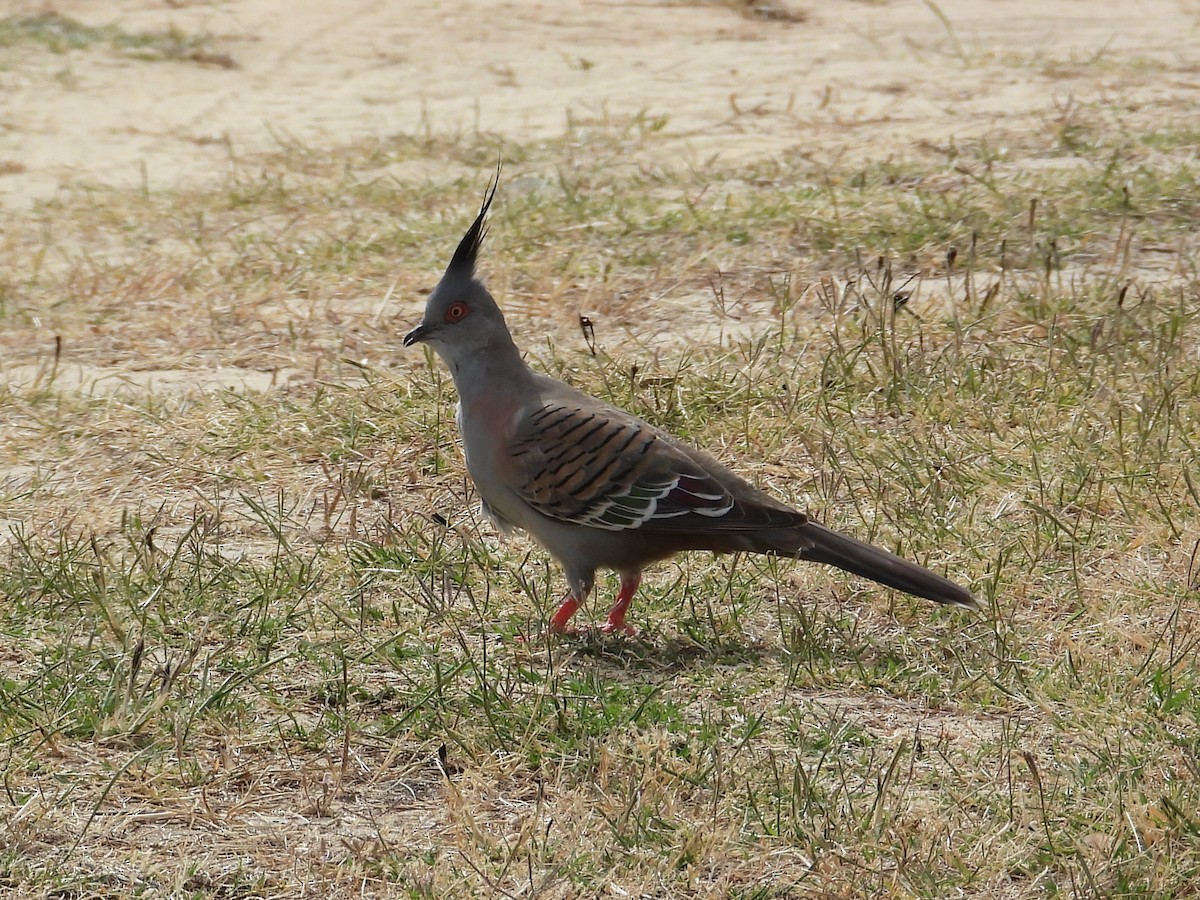 Spitzschopftaube - ML647171788