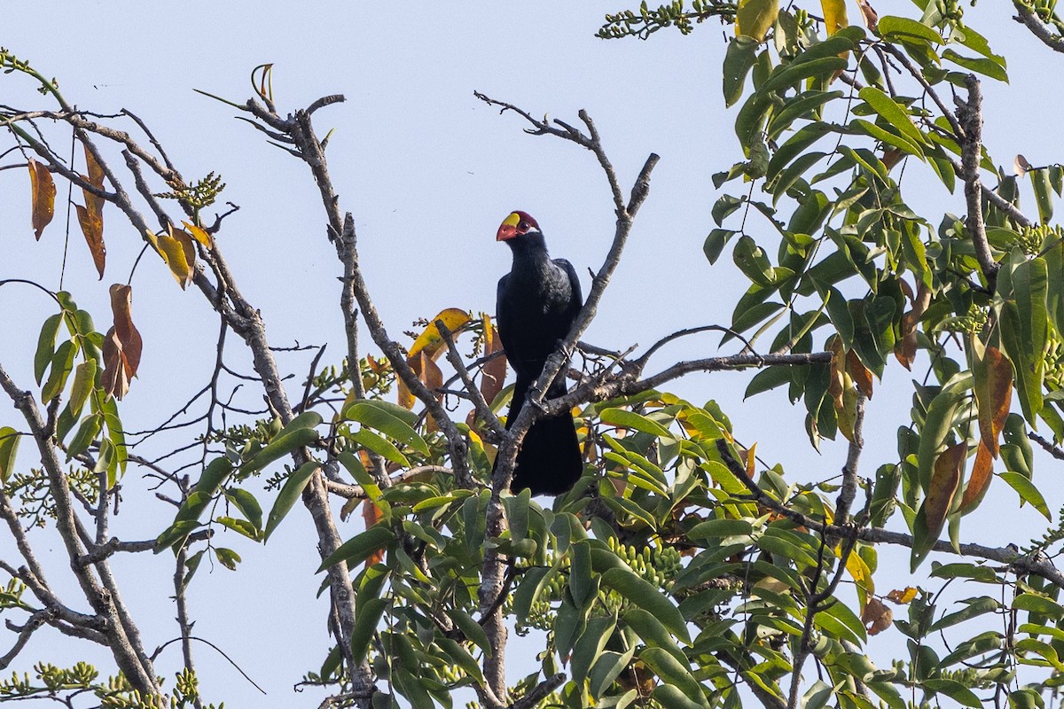 Violet Turaco - ML647171792