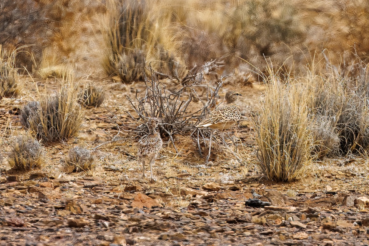 Бігунець смугастоволий - ML647171793