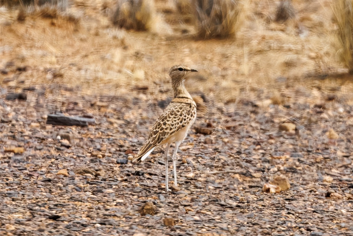 Бігунець смугастоволий - ML647171796