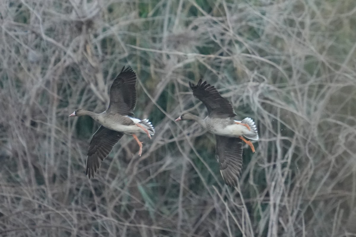 Greater White-fronted Goose - ML647171800