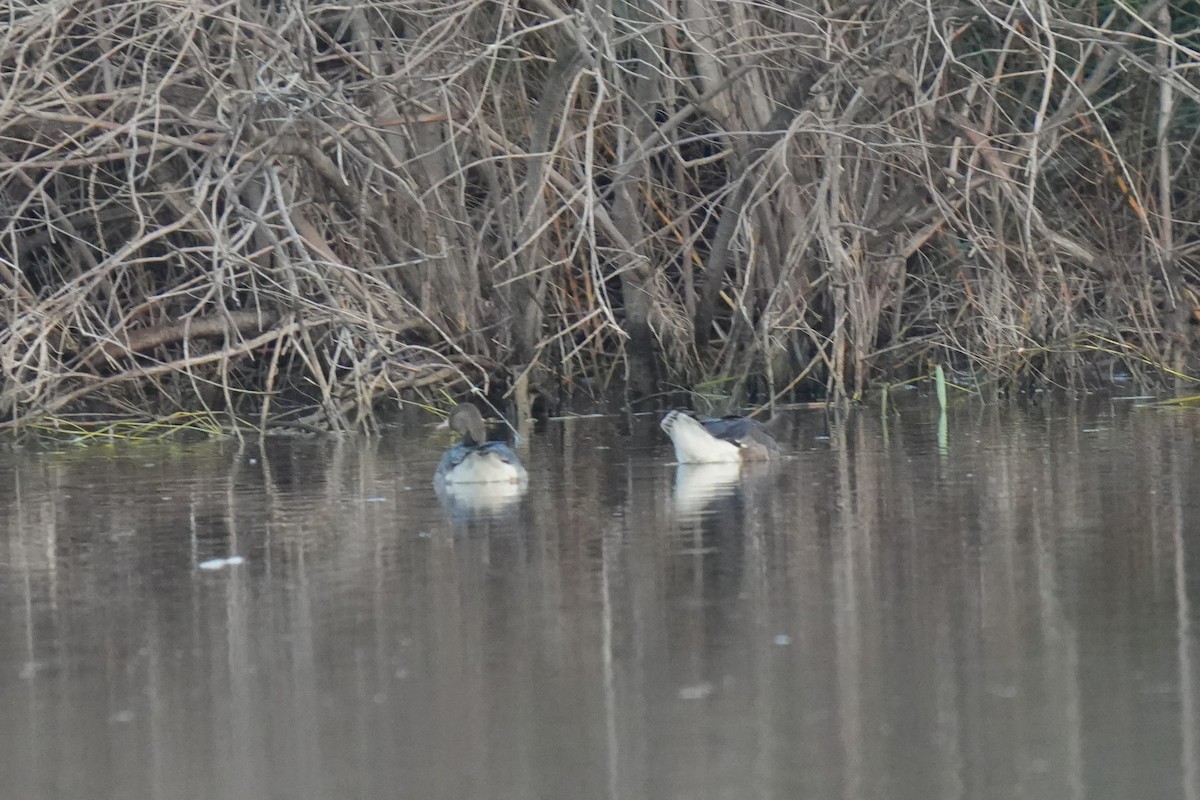 Greater White-fronted Goose - ML647171802