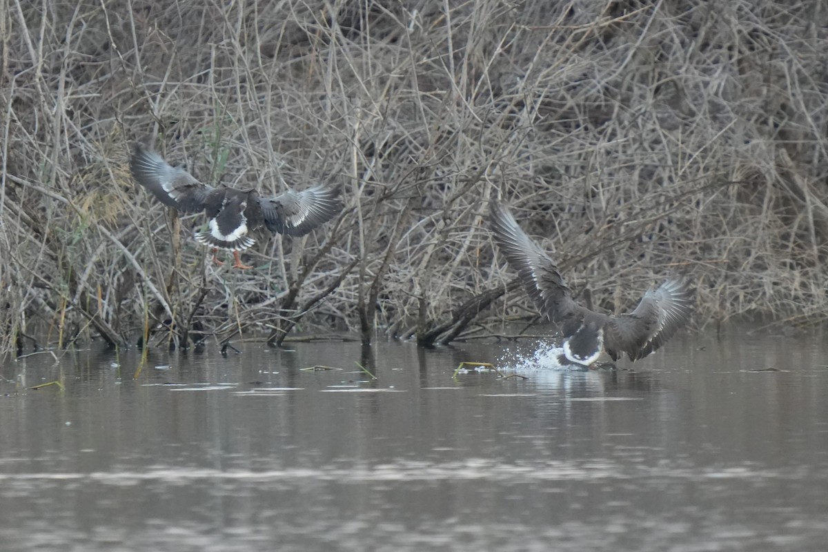 Greater White-fronted Goose - ML647171803