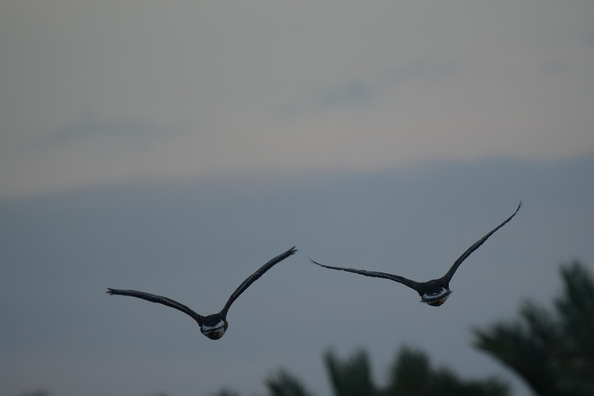 Greater White-fronted Goose - ML647171804