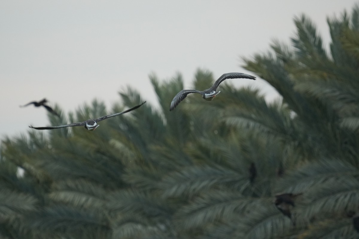 Greater White-fronted Goose - ML647171805