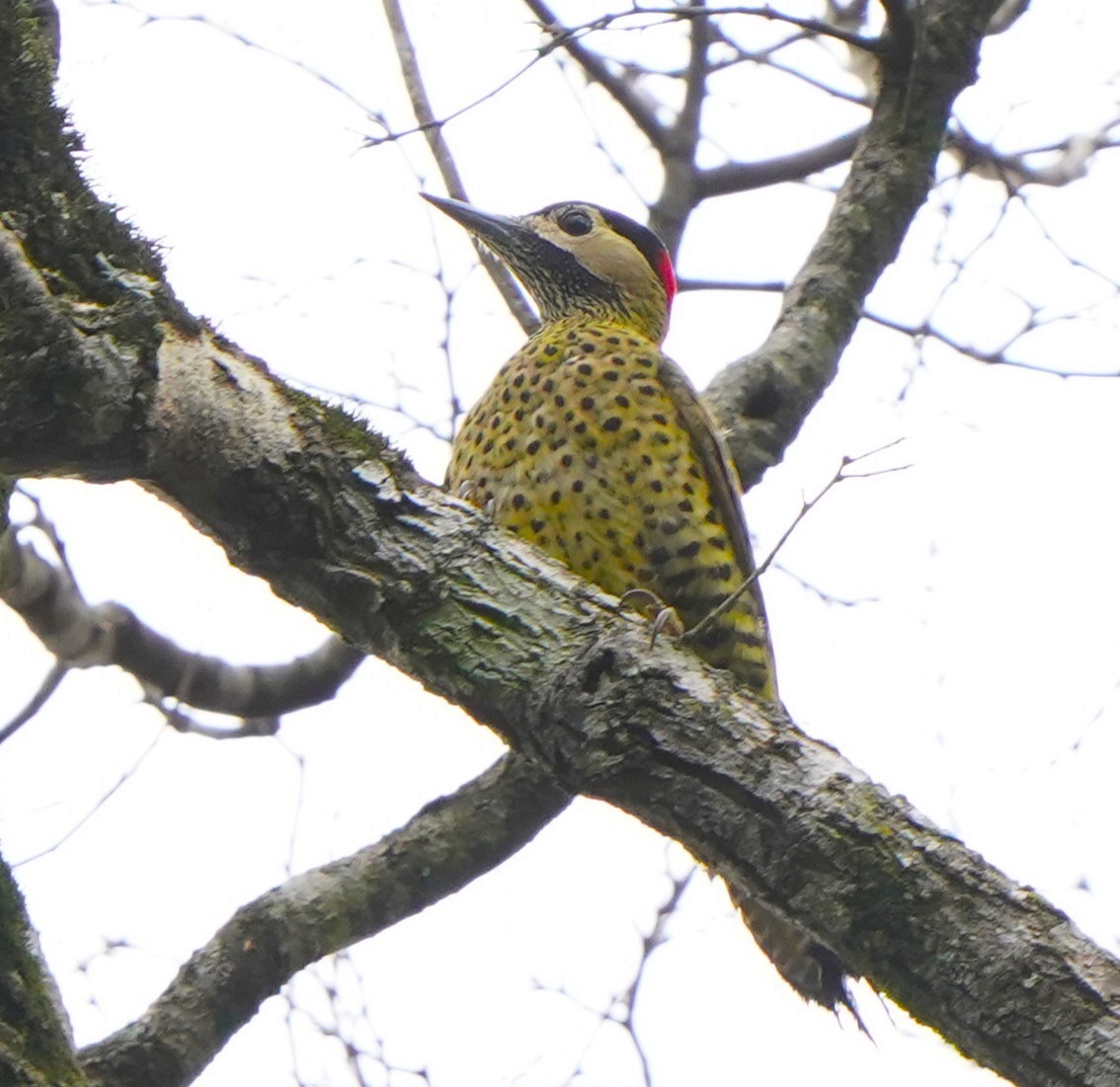 Декол плямистоволий - ML647171806