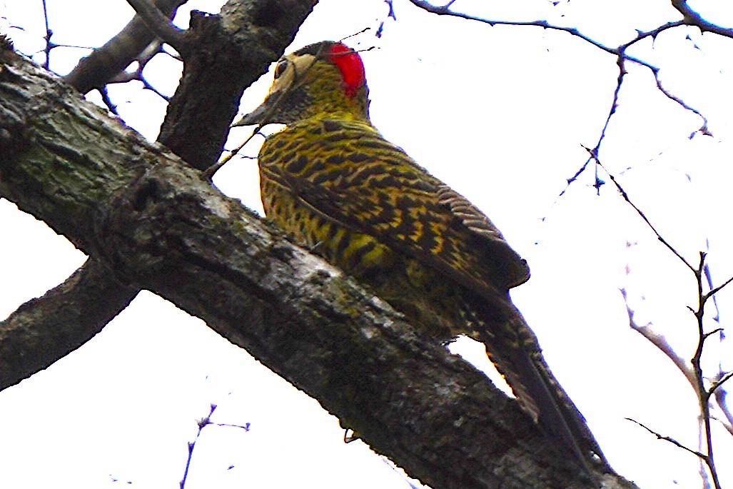 Декол плямистоволий - ML647171809