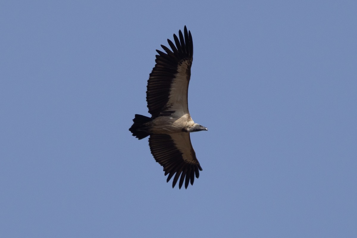 White-backed Vulture - ML647171822