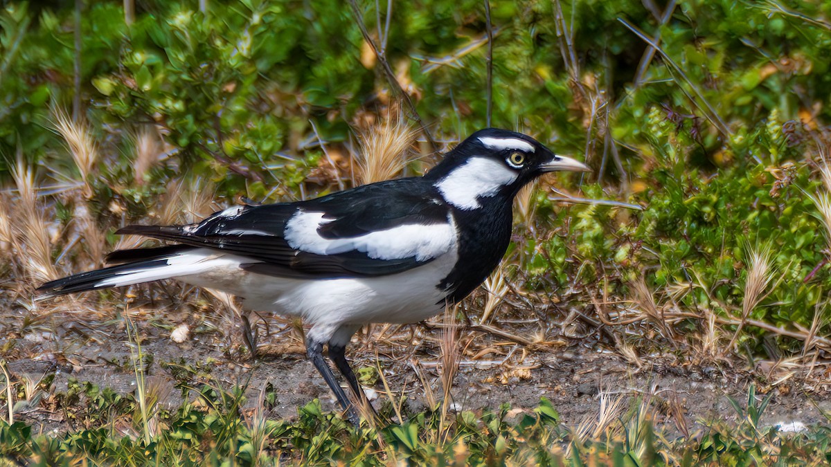 Magpie-lark - ML647171823