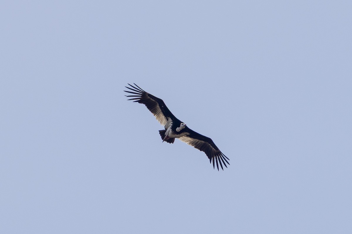 White-headed Vulture - ML647171829