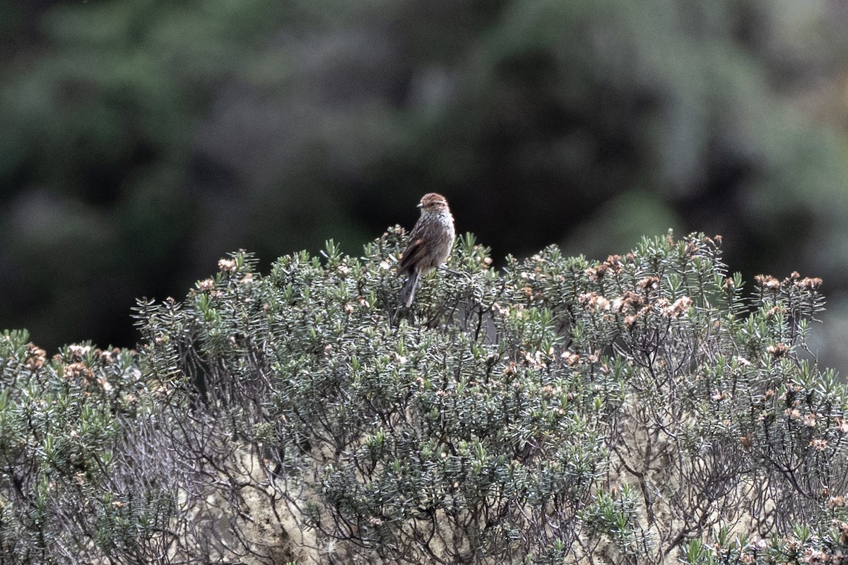 Many-striped Canastero - ML647171830