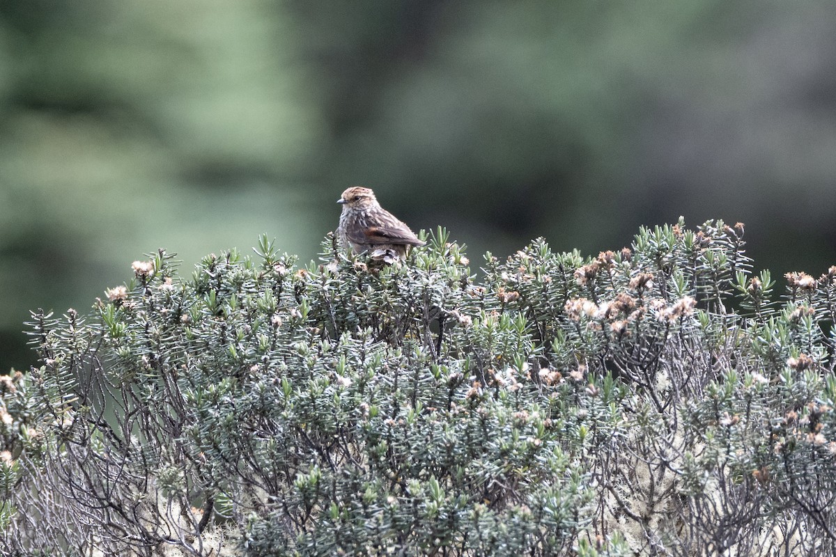 Many-striped Canastero - ML647171831