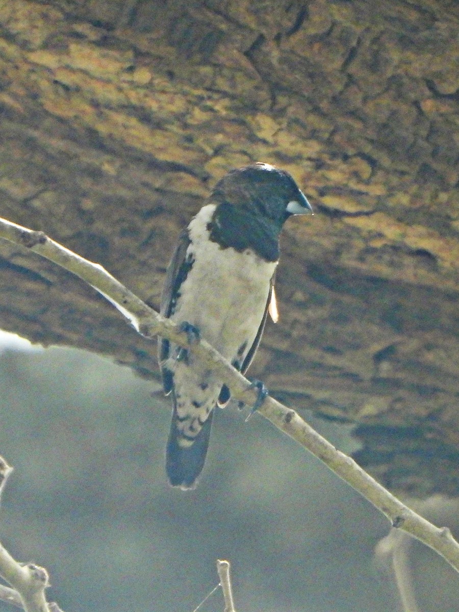 Bronze Mannikin - ML647171832