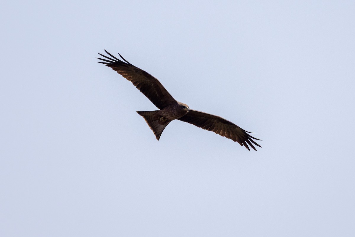 Black Kite - ML647171833