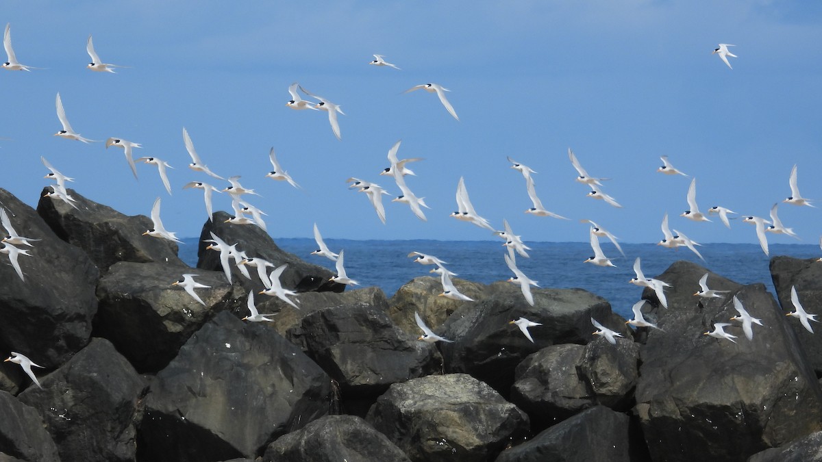 Australian Fairy Tern - ML647171840