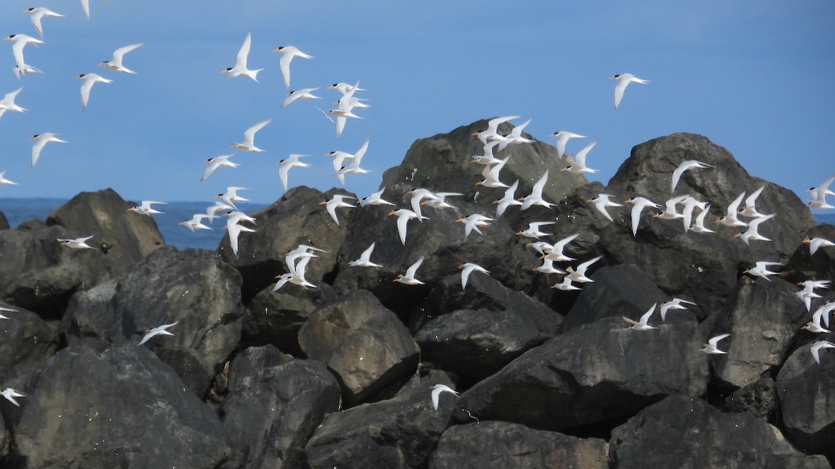 Australian Fairy Tern - ML647171841